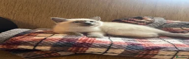 Ragdoll Kitten 4