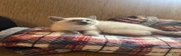 Ragdoll cats for sale: Ragdoll /Scotish straight  in Alnwick - Advert 2