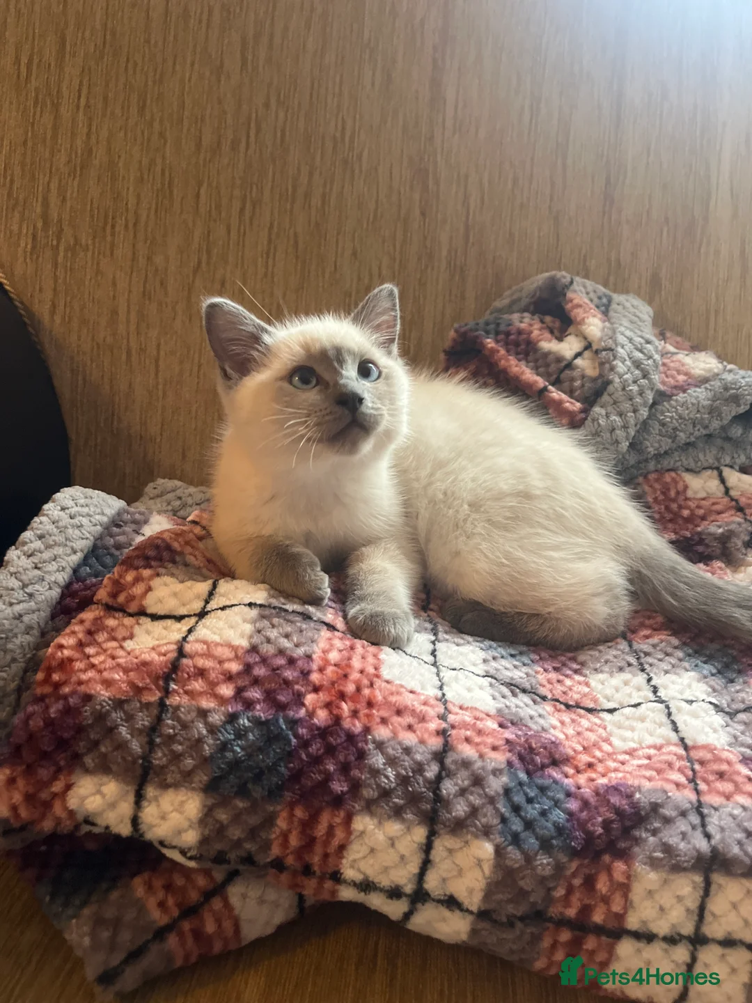Ragdoll cats for sale: Ragdoll /Scotish straight  in Alnwick - Advert 2