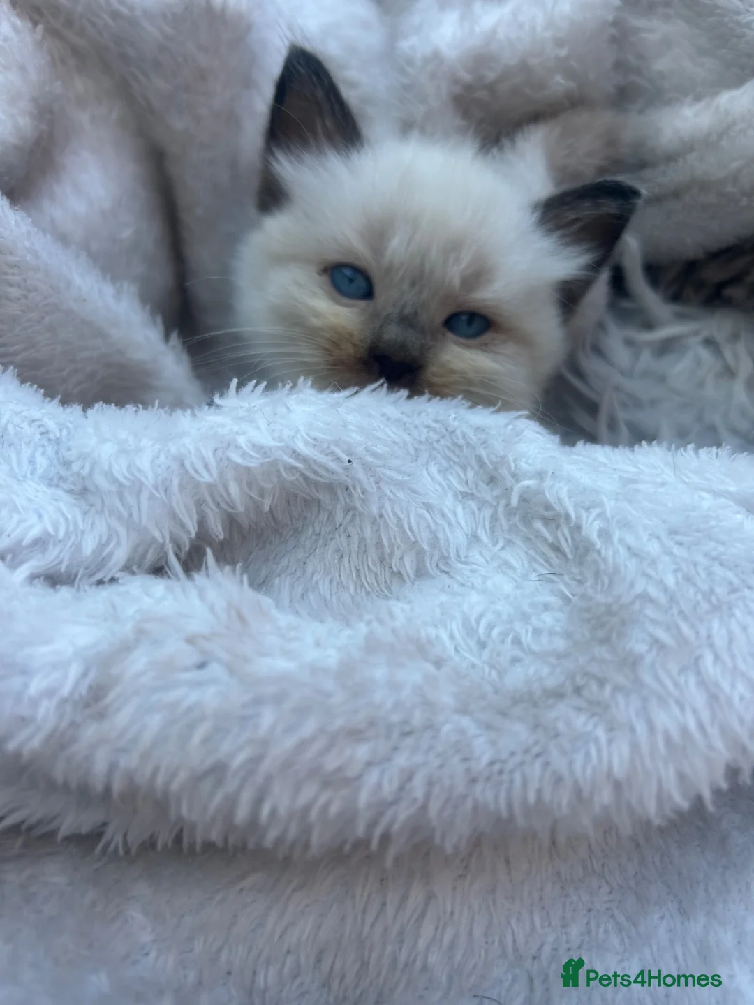 Ragdoll cats for sale: Ragdoll kittens  - Advert 36