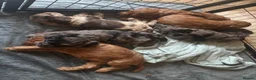 Cockapoo dogs for sale: F1 Cockapoos  - Advert 15