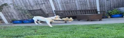 Mixed Breed dogs for sale: Mabel is 5 months old  - Advert 5
