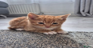 European cats - Advert 1