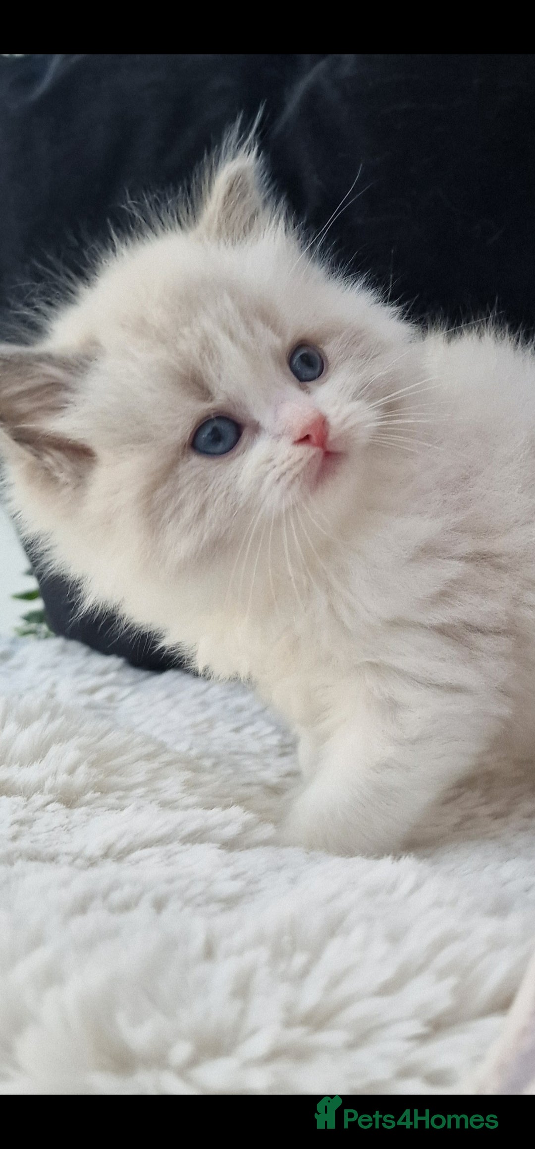 Ragdoll cats for sale: 🩷✨️NEW WAITING LIST Exclusive cute Kittens✨️🩷🏆 - Advert 30