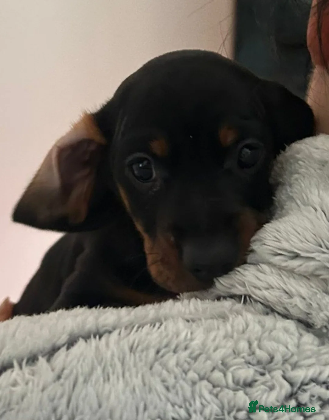 Dachshund dogs for sale: Dachshund puppies  - Advert 17