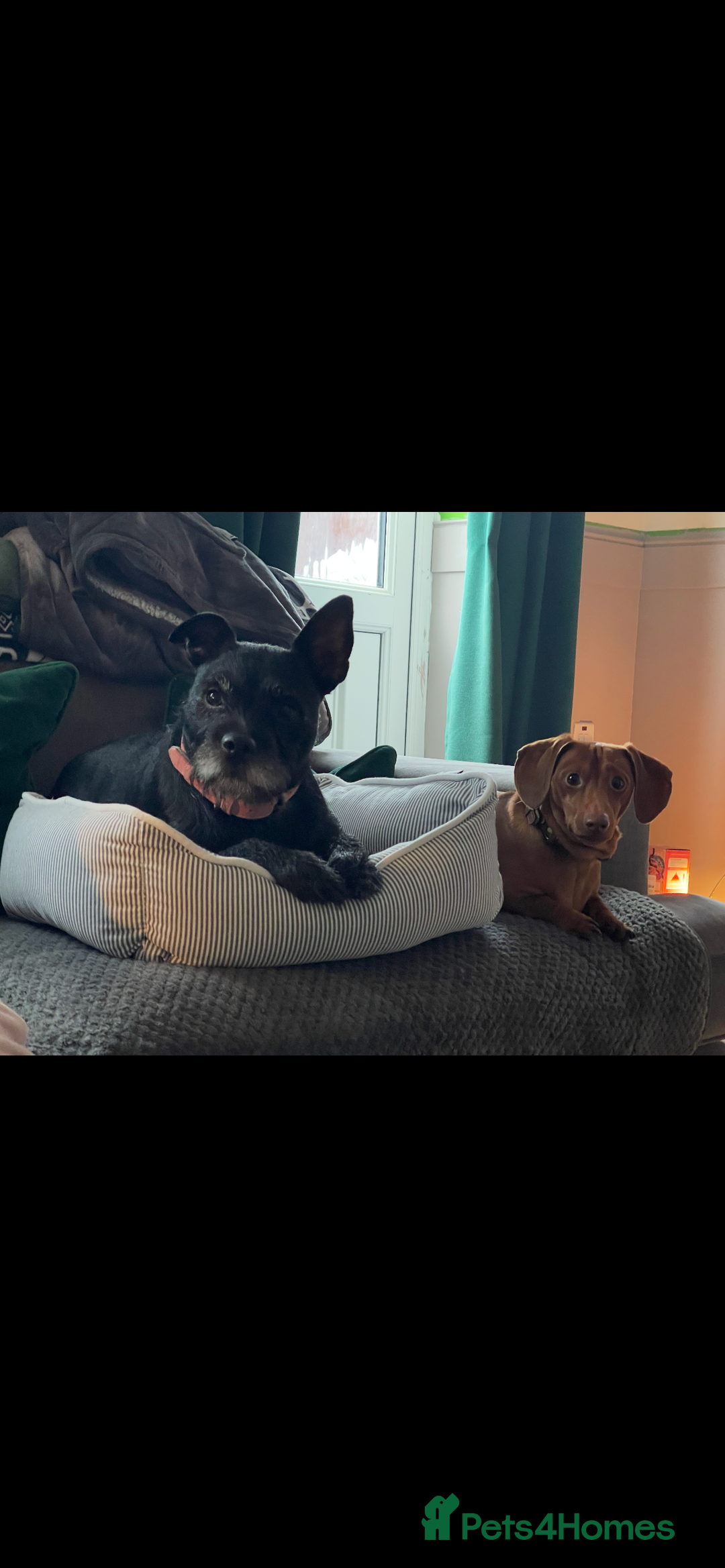 Mixed Breed dogs for sale: Miniature dachshund cross - Image 8