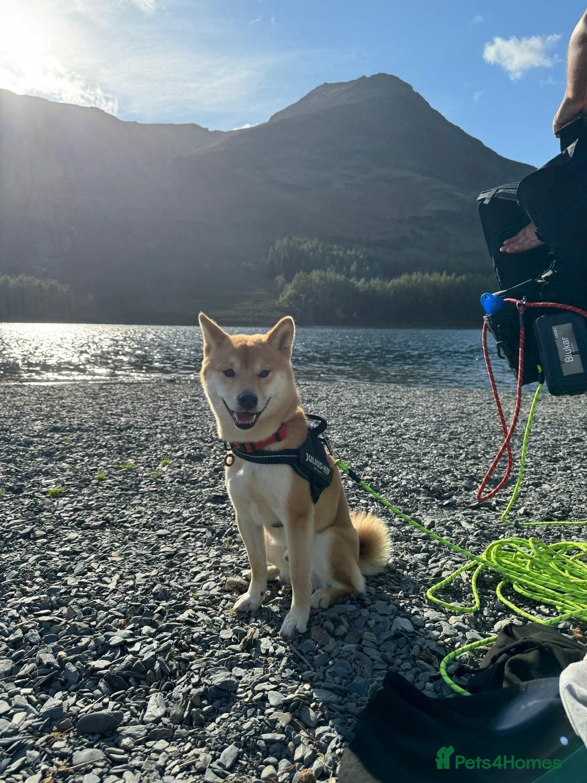 Japanese Shiba Inu dogs Beautiful Japanese Shiba Inu dog to rehome - Advert 4