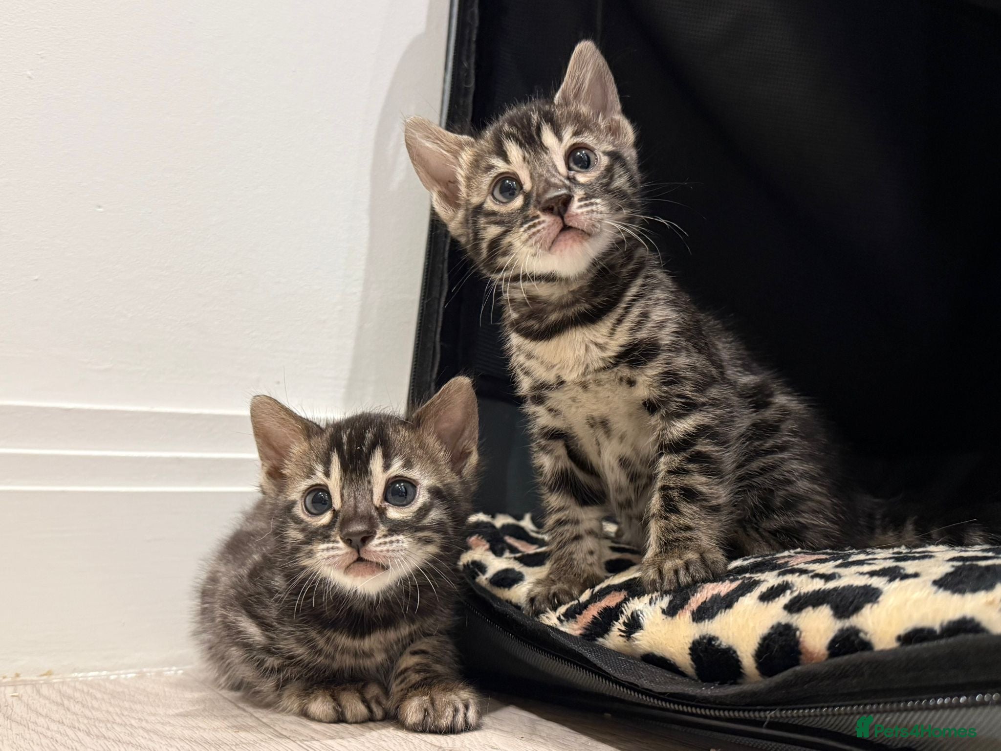 Bengal cats Bengal Kittens For Sale  - Advert 2