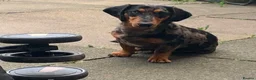 Miniature Dachshund dogs for sale: Miniature Dapple Dachshund  in Middlesbrough - Advert 4
