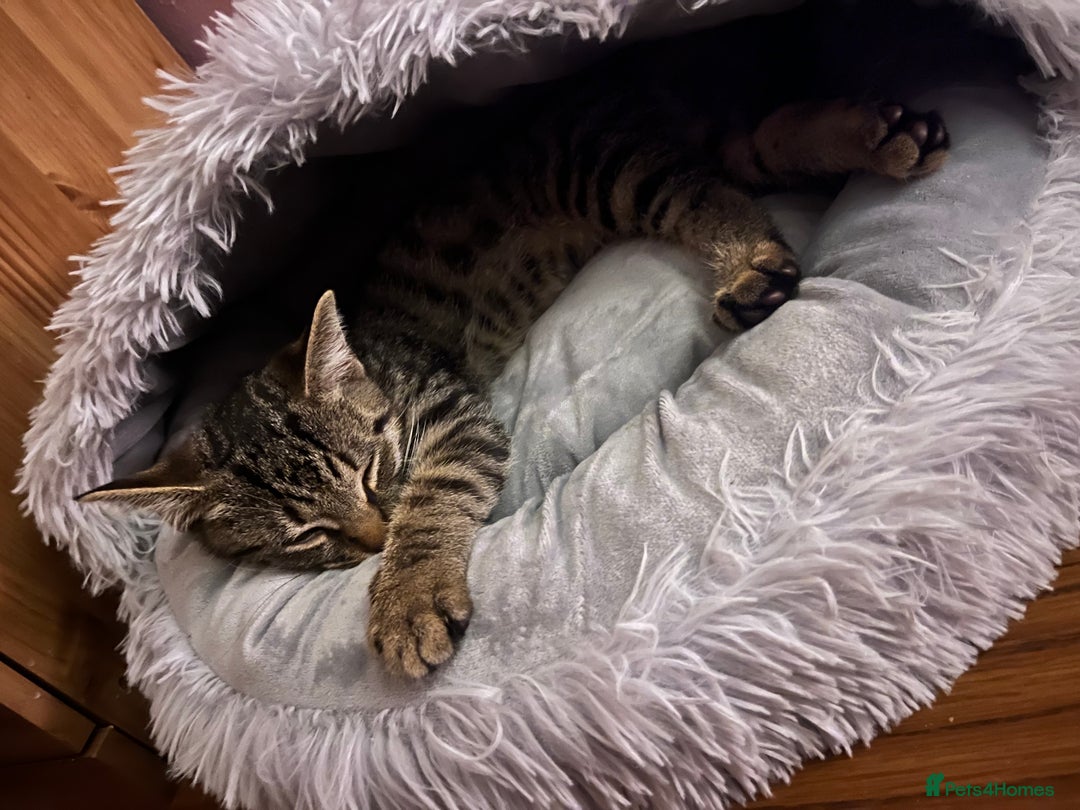 Domestic Shorthair cats for sale: Cute tabby male looking for new home - Image 3