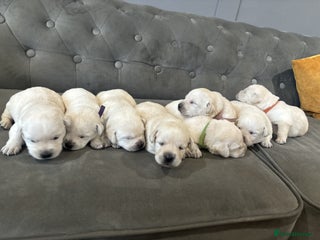 Labrador Retriever dogs New Litter of Labradors - Ready for Training - Advert 3