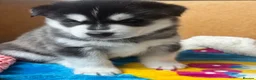 Siberian Husky dogs for sale: Beautiful Siberian Husky pups - Advert 15