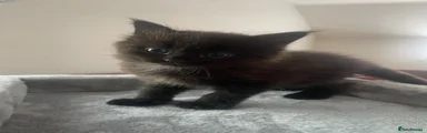 British Longhair 2