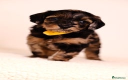 Mixed Breed dogs for sale: 8 UNIQUE Spaniel x Poodle Puppies - Image 18