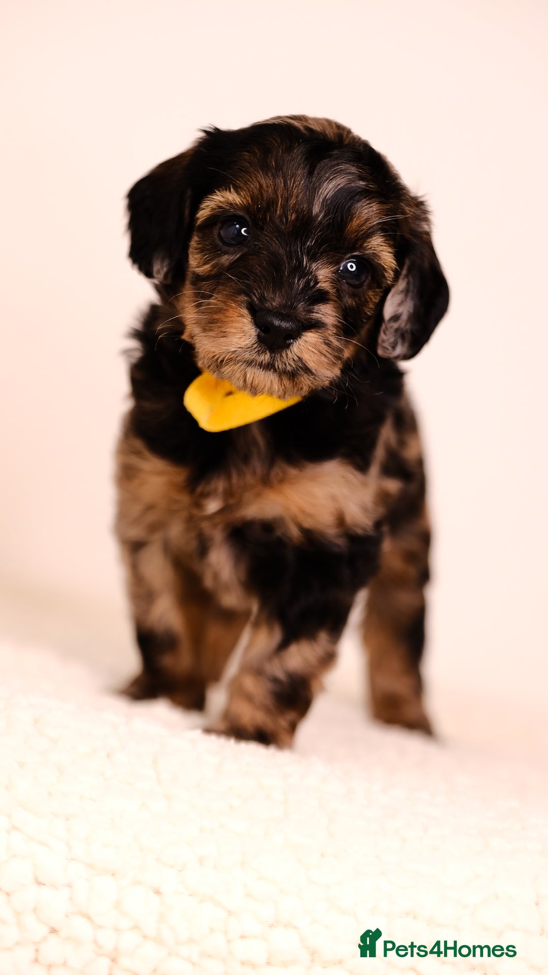 Mixed Breed dogs for sale: 8 UNIQUE Spaniel x Poodle Puppies - Image 18