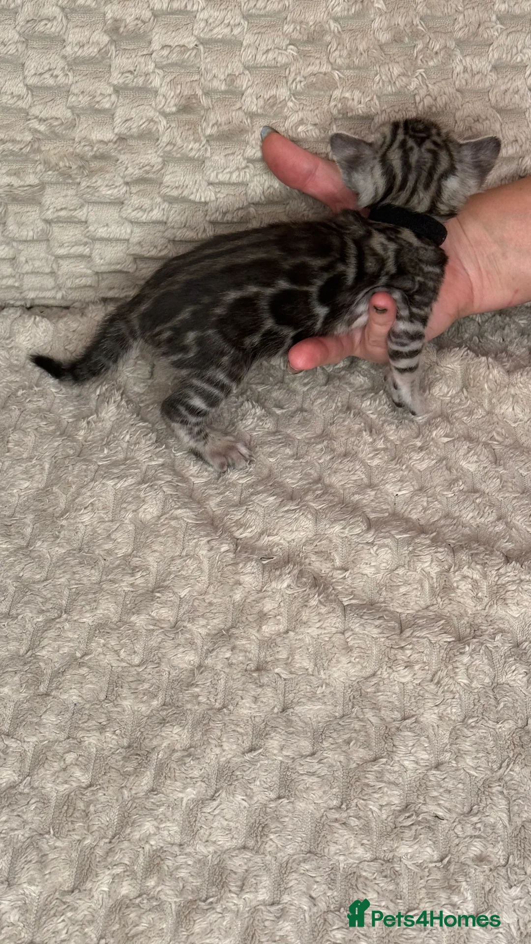 Bengal cats for sale: Pure Bengal kittens for sale just 2 boys left.  - Advert 34