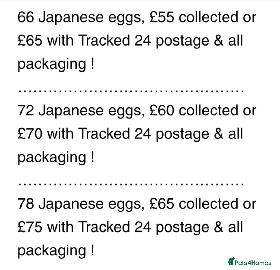 Quail poultry for sale: QUAIL HATCHING EGGS/1ST SEPTEMBER ! - Image 9