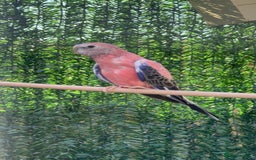 Parakeets birds for sale: Closing aviary variety of birds  - Image 3