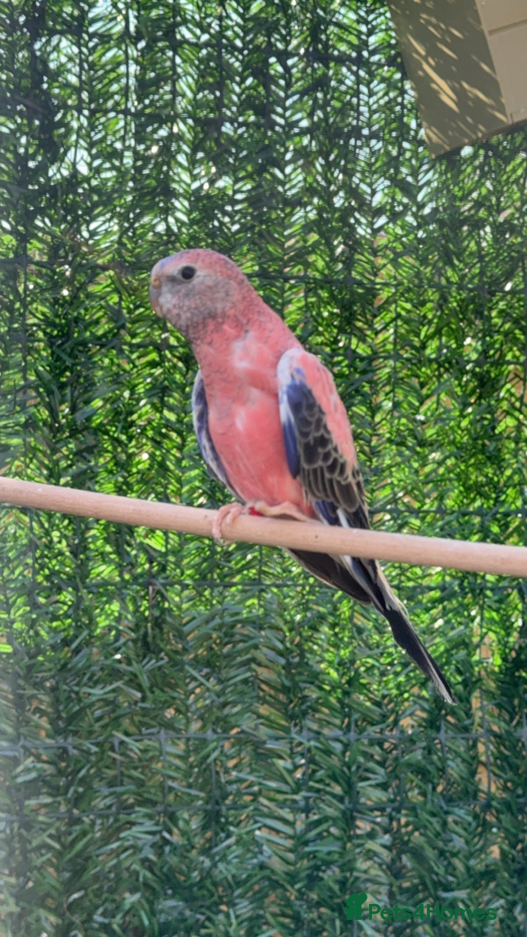 Parakeets birds for sale: Closing aviary variety of birds  - Image 3