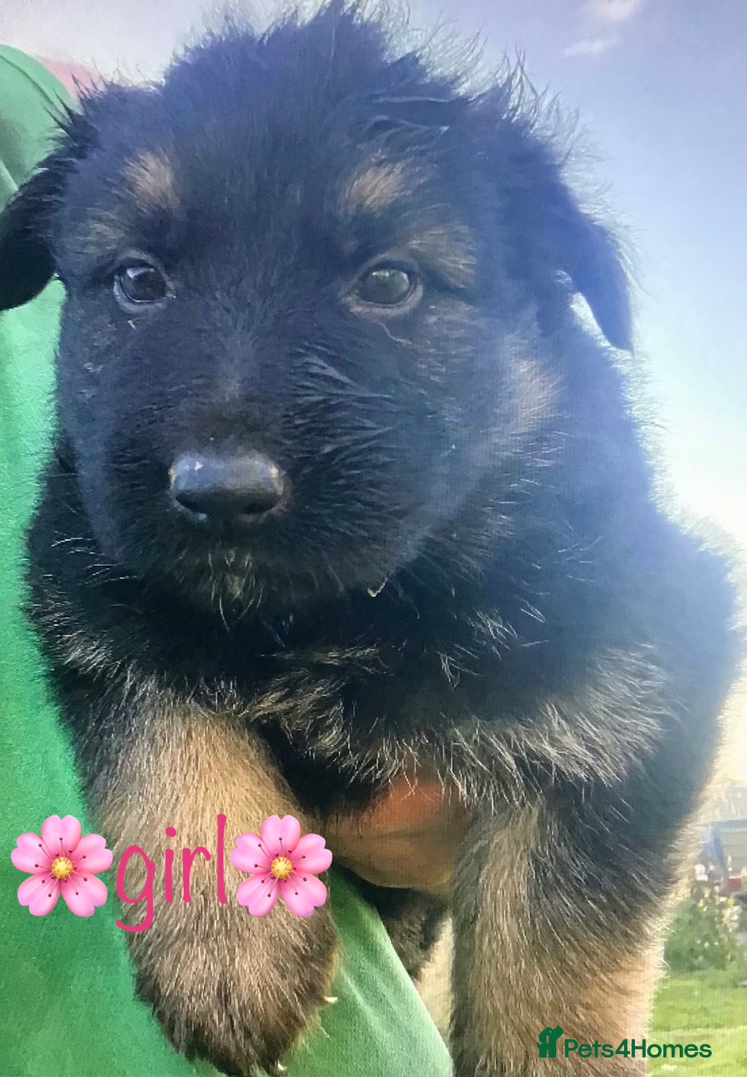 German Shepherd dogs for sale: chunky longhaired GSD pups for sale - Advert 4