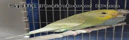 Budgerigars birds for sale: Rare Budgies - Advert 11