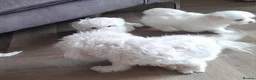 Maltese dogs for sale: 5 Outstanding pedigree Maltese puppies - Advert 13