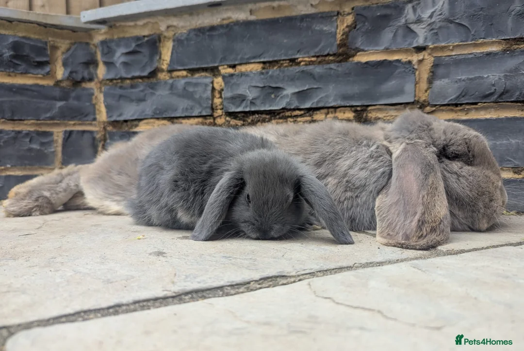 Mini Lop rabbits for sale: Mini Lop/French Lop - Advert 2