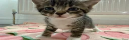 Mixed Breed cats for sale: 4 kittens boy and girl - Advert 9