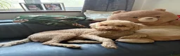 Double Doodle dogs for sale: Rare Australian Double Doodle Puppies - Advert 11