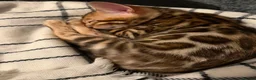Bengal cats for sale: Last Bengal kitten ready to find forever home in Stourbridge - Advert 3
