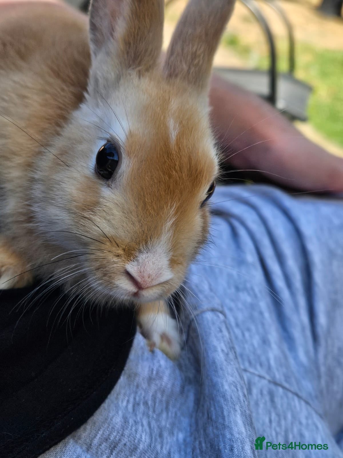 Dwarf Lop rabbits Baby lops - Advert 6