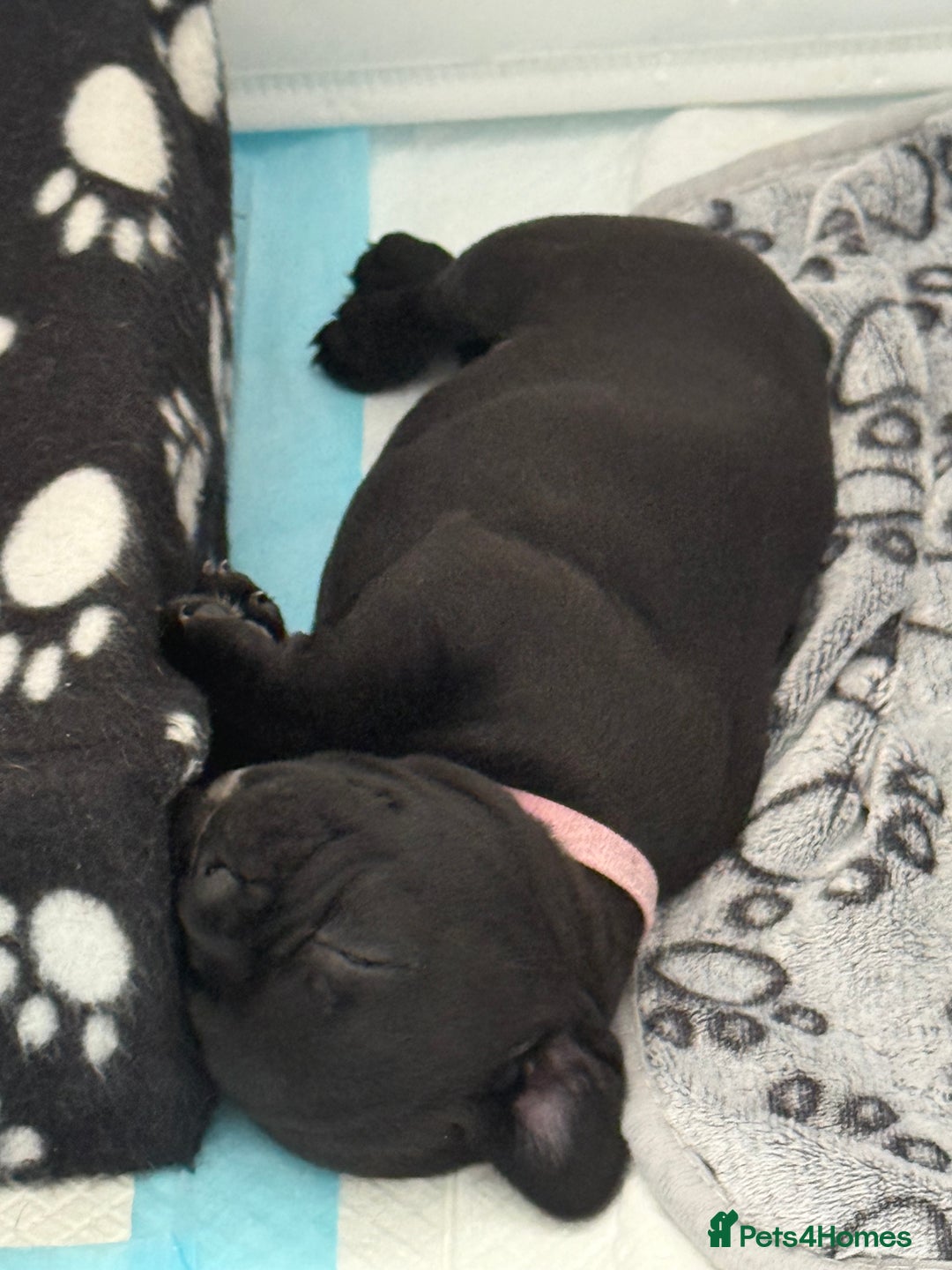 French Bulldog dogs for sale: French bulldog puppies looking for loving homes  - Image 4