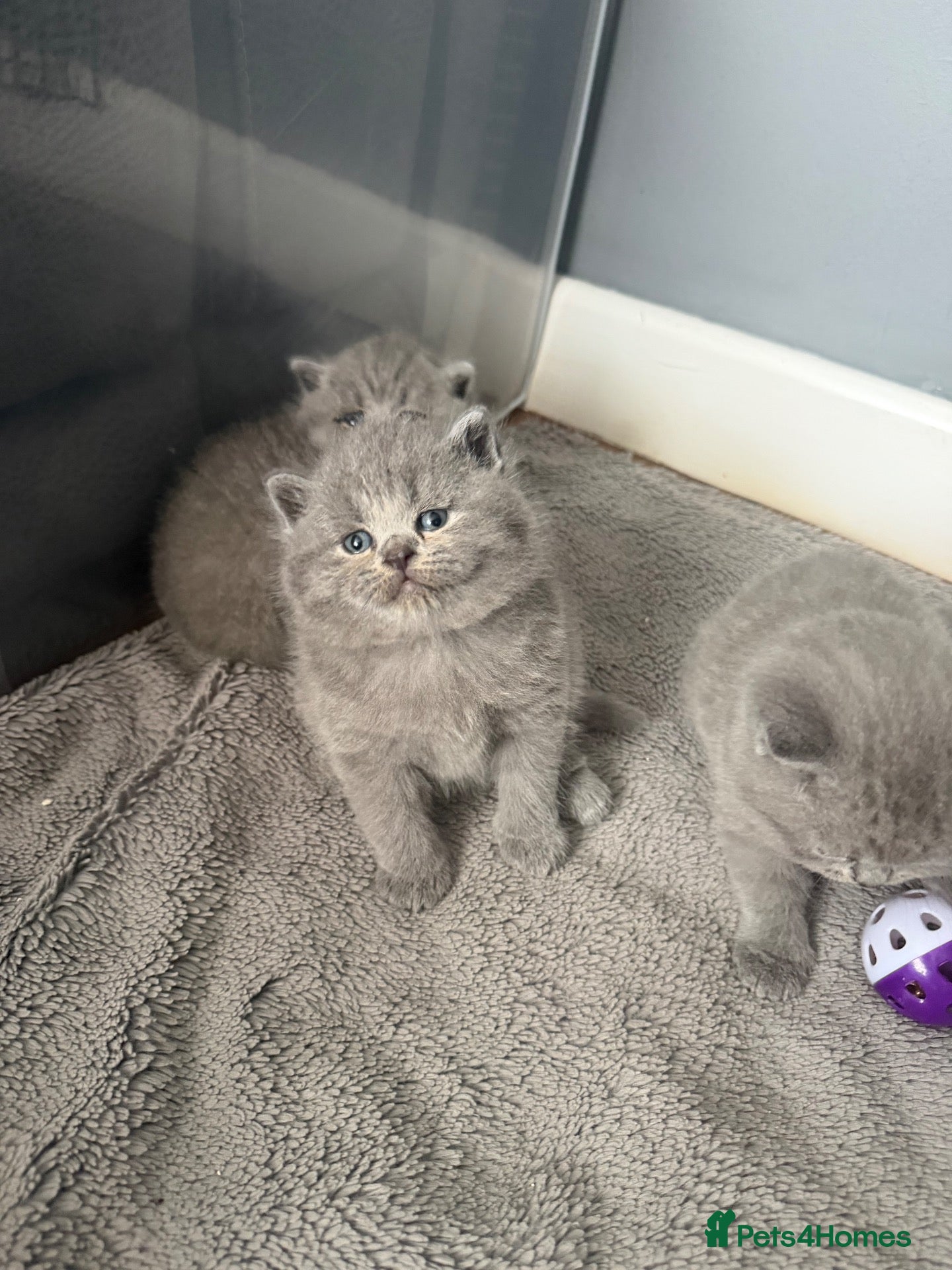 British Shorthair cats Beautiful British shorthair  - Advert 4