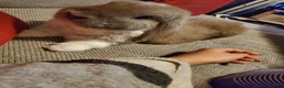 Mini Lop rabbits for sale: Bonded, Loving Pair of Mini Lop Male Rabbits - Advert 5