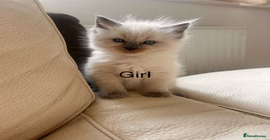 Ragdoll cats - Advert 8