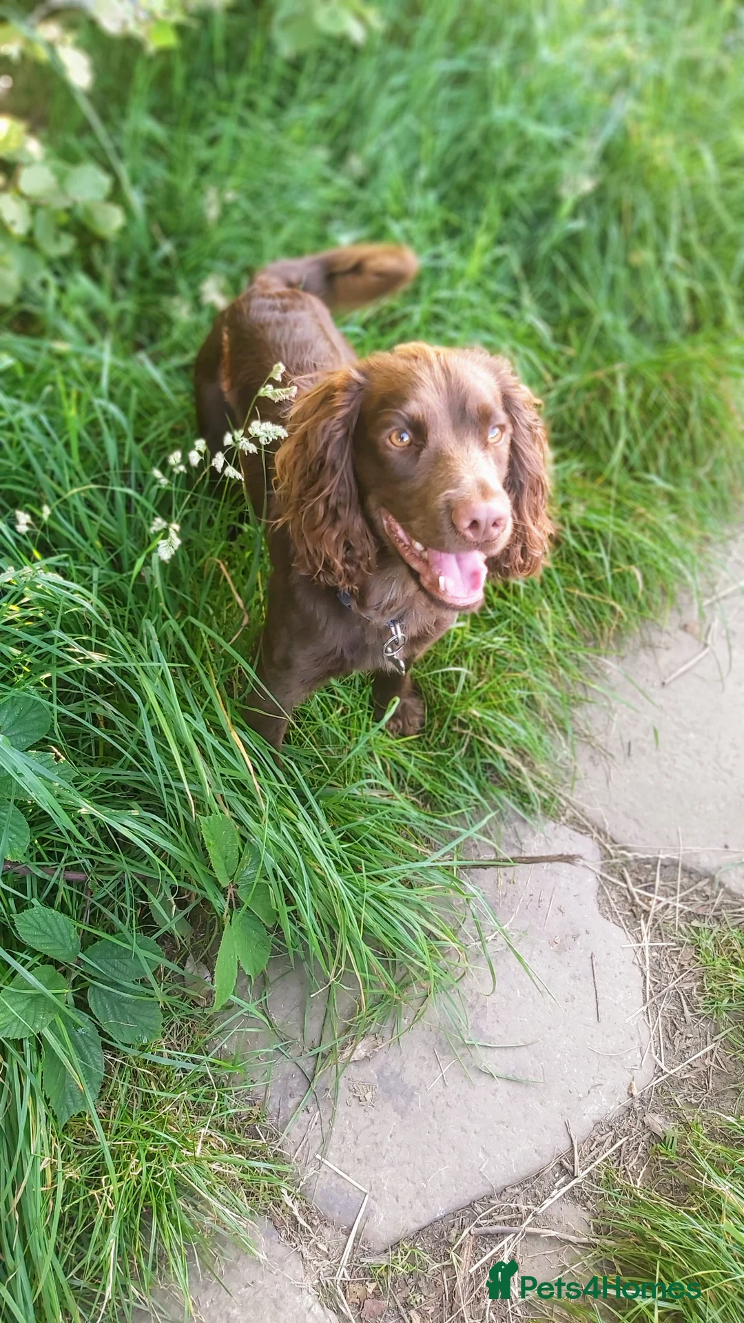 Cocker Spaniel dogs for stud: Beautiful Proven Chocolate Cocker in Rotherham - Advert 3