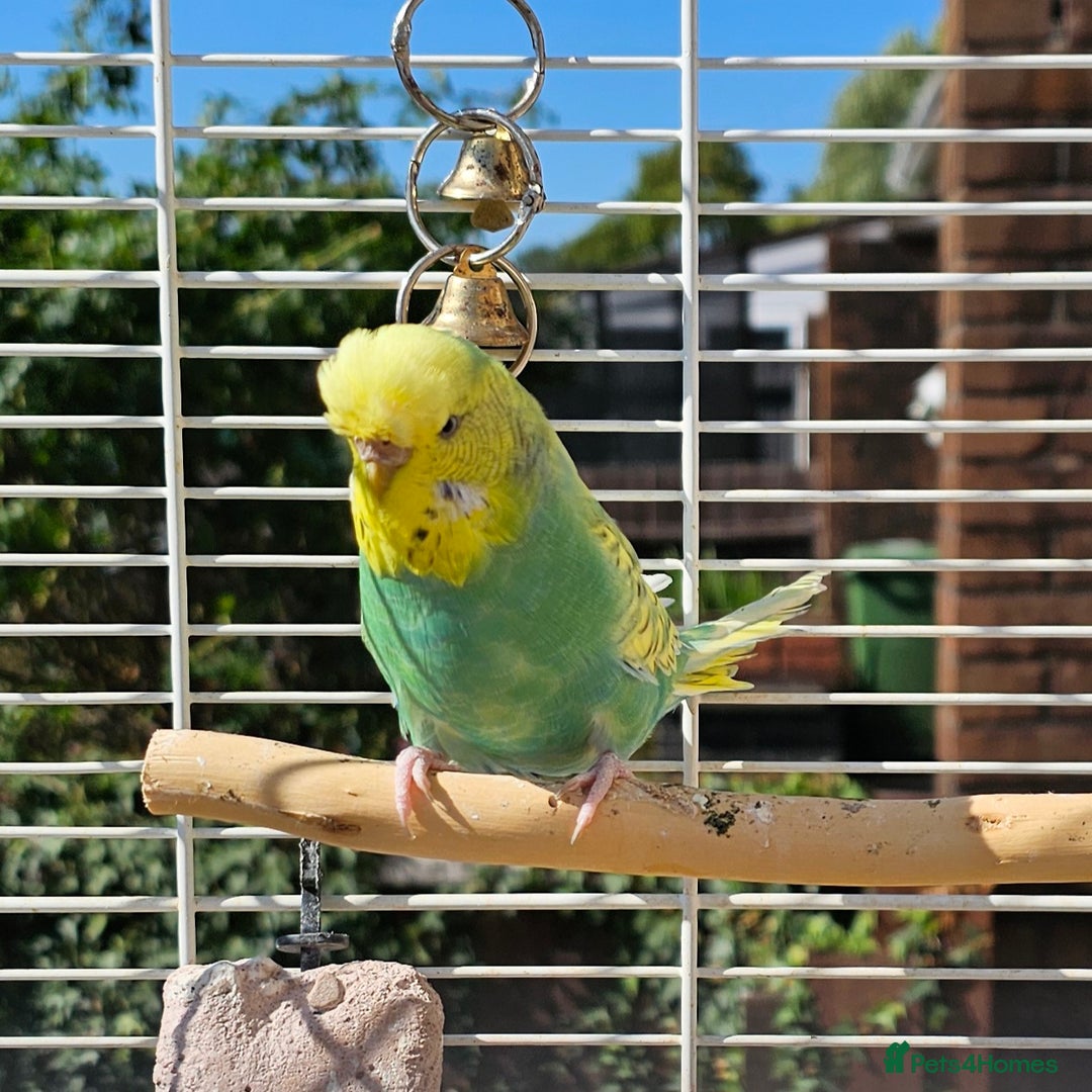 Budgerigars birds for sale: 2 male budgies, cage the lot  - Image 10