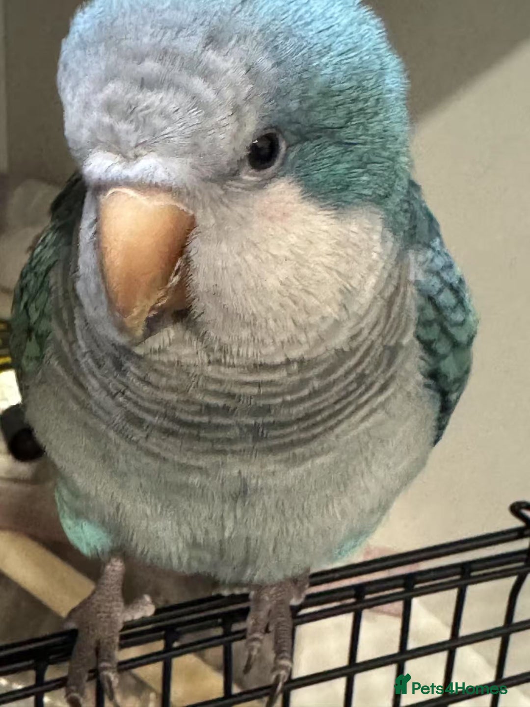 Parakeets birds for sale:  Hand-Tame Quaker Parrot Large Cage  Food & Toys  - Image 1