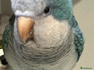 Parakeets birds - Advert 1