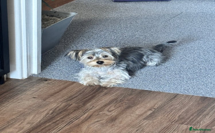 Yorkshire Terrier dogs - Advert 1