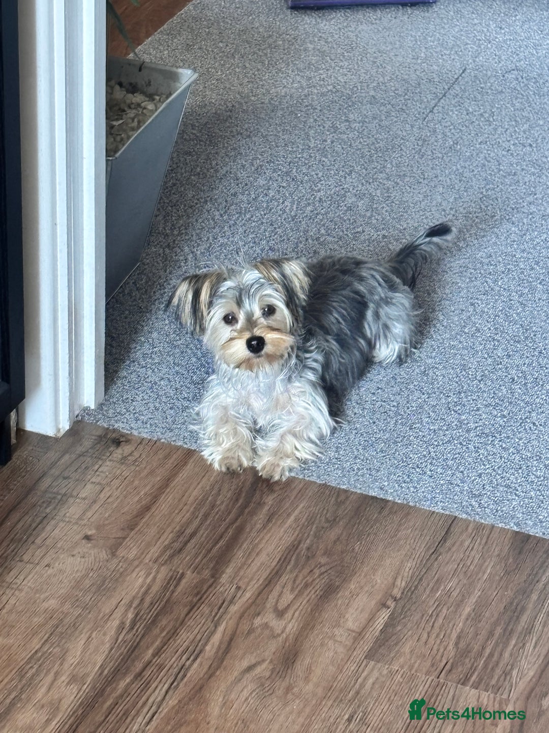 Yorkshire Terrier dogs for sale: Yorkie girl for rehome 🥺 - Image 1
