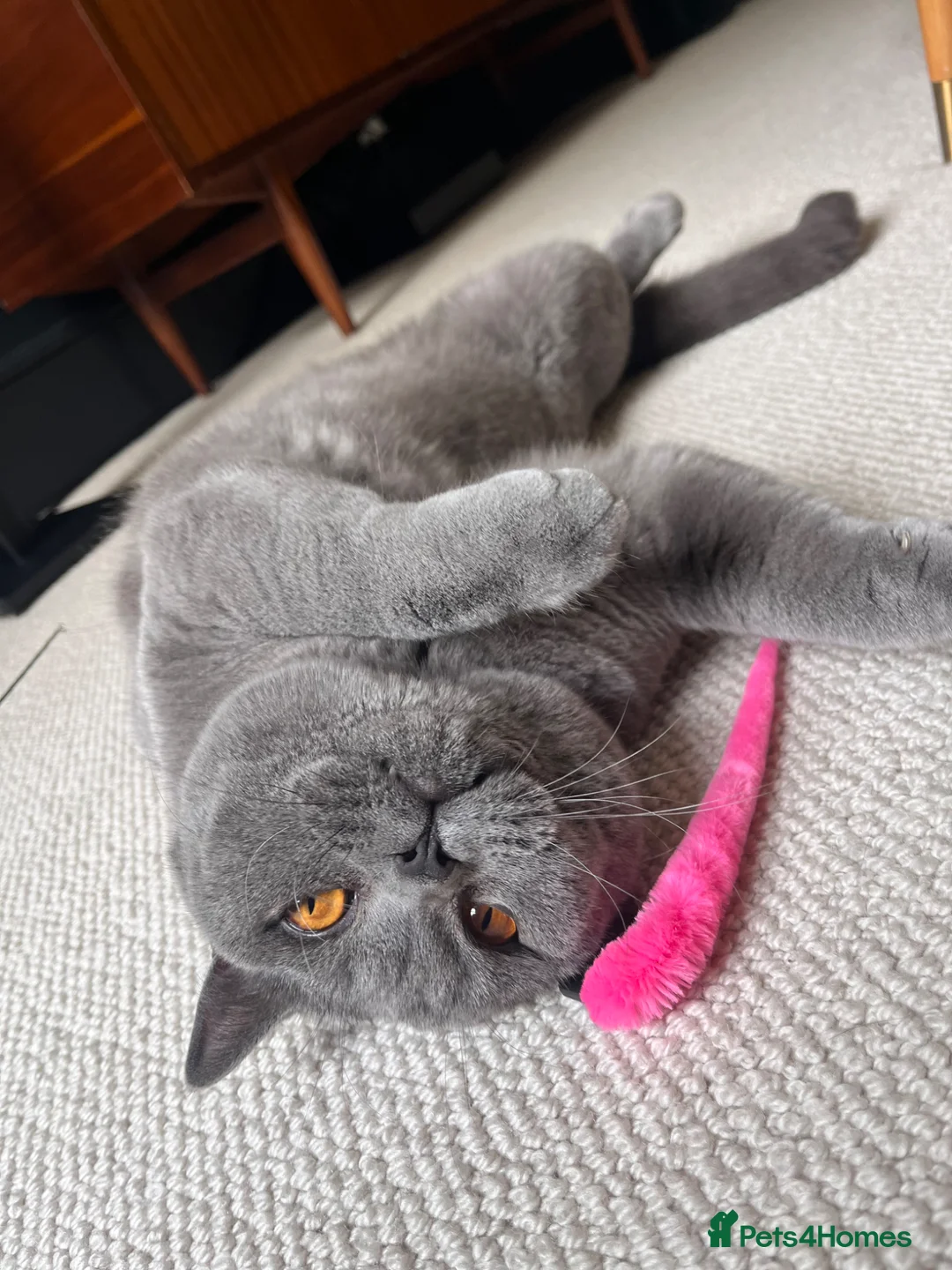 British Shorthair cats for sale: British shorthair boy, 1.6 years - Advert 21