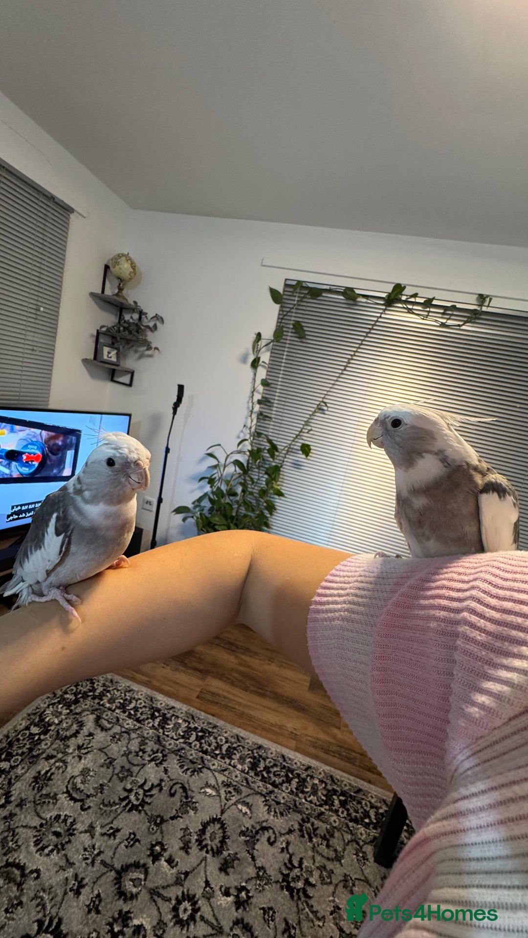Cockatiels birds for sale: Friendly Cockatiel Looking for New Home - Image 2