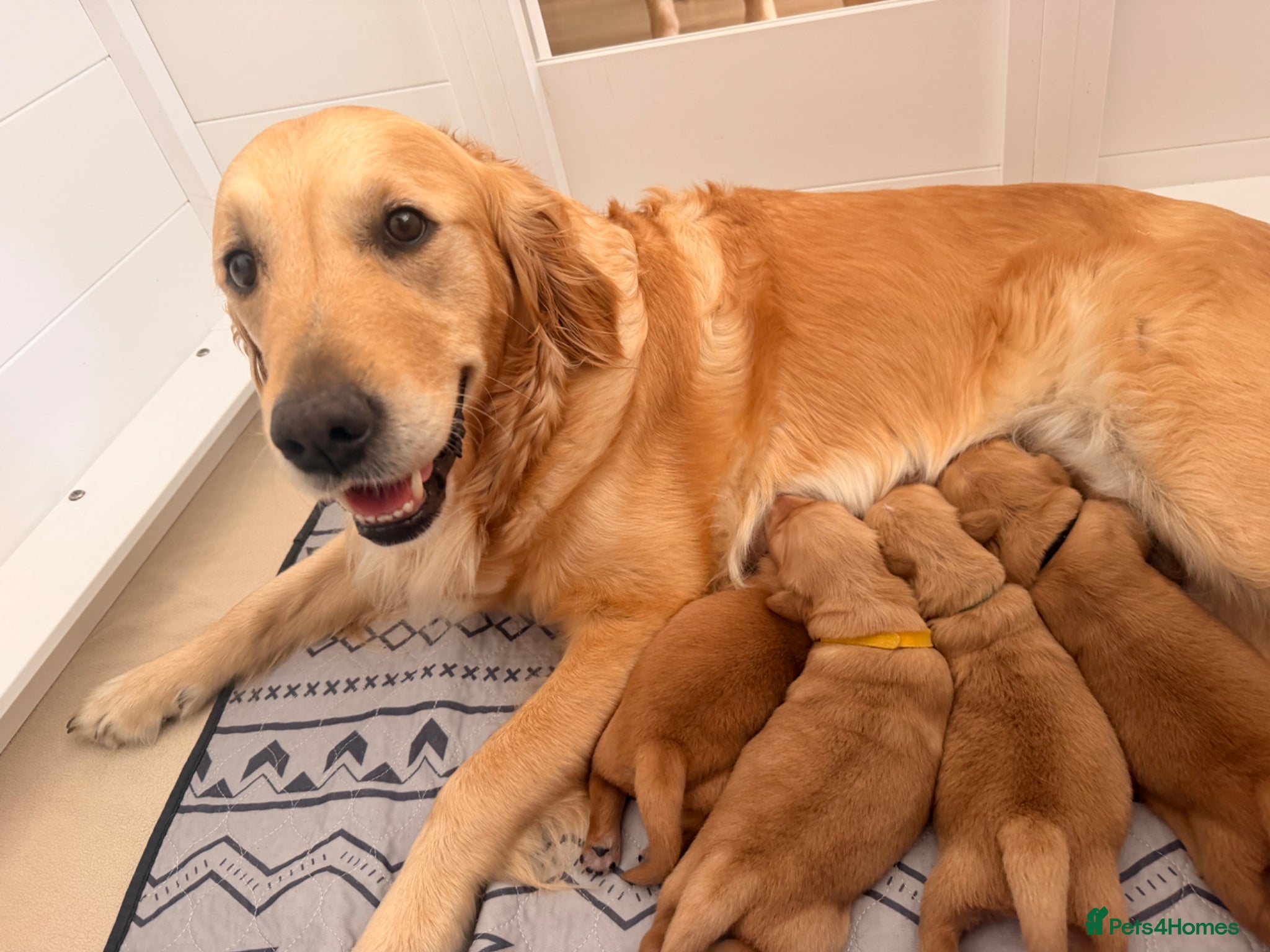 Golden Retriever dogs Perfect Golden Retriever Litter - Advert 5