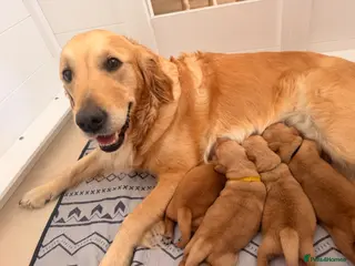 Golden Retriever dogs Perfect Golden Retriever Litter - Advert 9