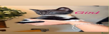 Mixed Breed 2