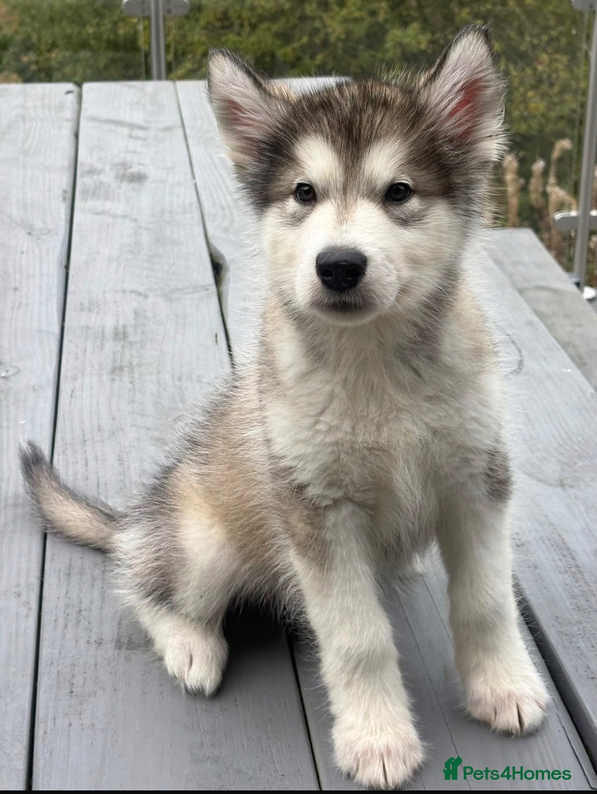 Alaskan Malamute dogs for sale: Champion Line KC Reg Alaskan Malamute Puppies - Advert 1