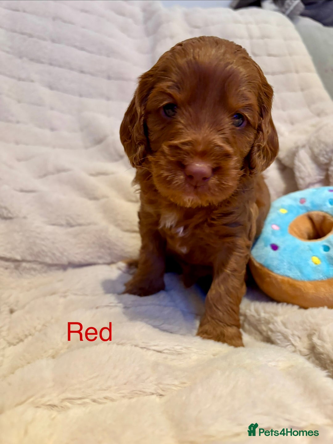 Cockapoo dogs for sale: Beautiful F2 Cockapoos - 5 boys left  - Advert 3