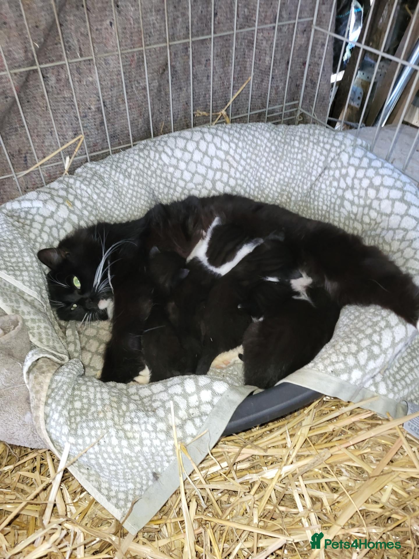 Mixed Breed cats Farm kittens for sale - Advert 1