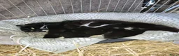 Mixed Breed cats for sale: Farm kittens for sale - Advert 1